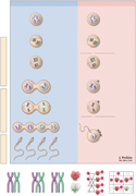 Genetics of Reproduction