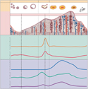 Menstrual Cycle