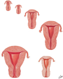Uterus: Morphology From Birth Through Menopause