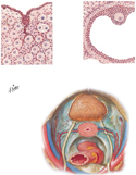 Ovary Histology and Pelvic Fasciae