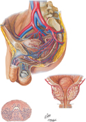 Arteries and Veins of Pelvis: Male (Featuring Prostate)