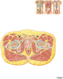 Pelvis: Cross Section of Lower Pelvis of Male