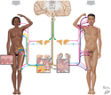 Endocrine Glands, Hormones, and Puberty