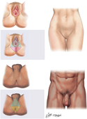 Pelvis: Surface Anatomy