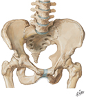 Bony Pelvis