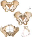 Bony Pelvis: Sex Differences and Obstetric Measurements