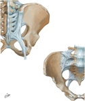 Ligaments of Bony Pelvis