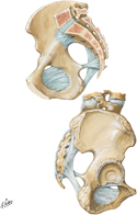 Ligaments of Hip Bone