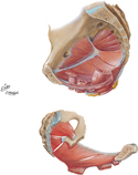 Pelvic Diaphragm: Female (Paramedian Section and Lateral View)