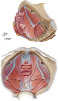 Pelvic Diaphragm: Female (Paramedian Section and Superior View)