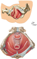 Pelvic Diaphragm: Female (Inferior Views)
