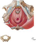 Pelvic Diaphragm: Male (Inferior View)