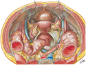 Pelvic Cavity: Female