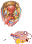 Ovaries, Uterus, and Uterine Tubes