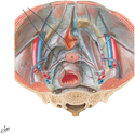 Endopelvic Fascia: Female