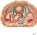 Pelvic Cavity: Male