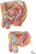 Pelvic Viscera and Perineum: Male