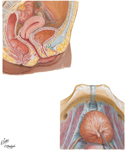 Urinary Bladder: Supporting Structures in Female