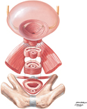 Urethral Sphincters: Female