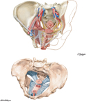 Pelvic Fasciae and Ligaments: Female