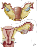 Uterus and Adnexa