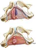 Superficial and Deep Perineal Spaces: Female