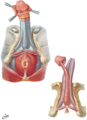 Penis