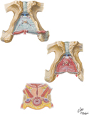 Perineal Spaces: Male