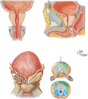 Prostate and Seminal Gland