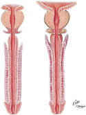 Urethra: Male