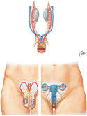 Differentiation of Internal Genitalia: Homologues