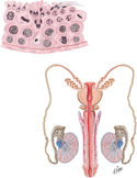 Testes and Spermatogenesis