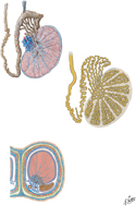 Testis, Epididymis, and Ductus Deferens