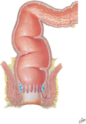 Rectum and Anal Canal