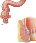 Rectum and Anal Canal: Muscular Layers