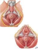 External Anal Sphincter: Male and Female