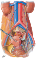 Arteries and Veins of Pelvic Viscera: Female