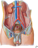 Arteries and Veins of Testis