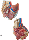 Arteries of Pelvis: Female