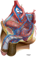 Arteries and Veins of Pelvis: Male