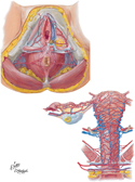 Arteries and Veins of Perineum and Uterus