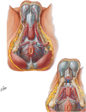 Arteries and Veins of Perineum: Male