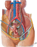Lymphatic Vessels and Lymph Nodes of Pelvis and Genitalia: Female