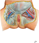 Inguinal Nodes and Lymphatic Vessels of Perineum: Female