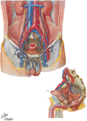 Lymphatic Vessels and Lymph Nodes of Pelvis and Genitalia: Male