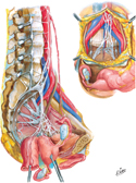 Nerves of Pelvic Viscera: Female