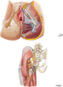 Nerves of Perineum and External Genitalia: Female