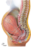 Pregnant Female: Innervation of Pelvic Organs and Perineum