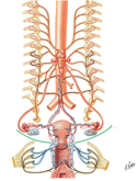 Female Reproductive Organs: Innervation Schema