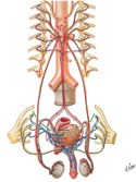 Male Reproductive Organs: Innervation Schema